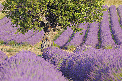 Blick auf ein wunderschönes Lavendelfeld in Valensole, das in der Region Plateau de Valensole im Mittelmeerraum in Frankreich liegt - RUEF000745