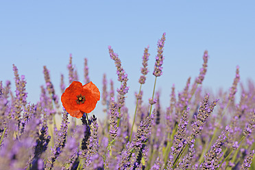 Blick auf ein malerisches Lavendelfeld mit leuchtenden Mohnblumen auf dem Plateau de Valensole in der Mittelmeerregion Frankreichs - RUEF000746