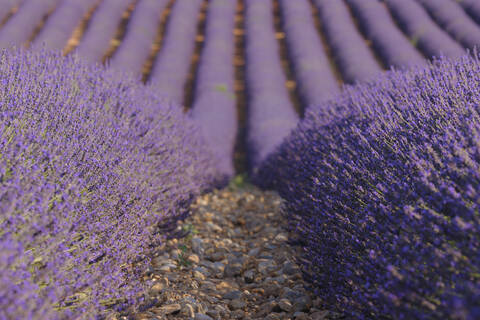 Atemberaubender Blick auf ein leuchtendes Lavendelfeld in Valensole, im mediterranen Gebiet des französischen Plateau de Valensole gelegen, lizenzfreies Stockfoto