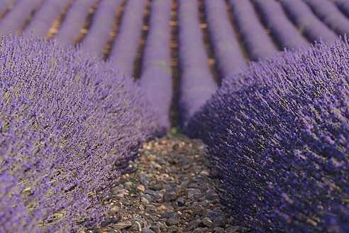 Stunning view of a vibrant lavender field in Valensole, located in the Mediterranean area of France's Plateau De Valensole - RUEF000747