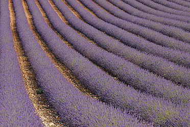 Atemberaubender Blick auf ein weitläufiges Lavendelfeld in Valensole, im mediterranen Gebiet des Plateau de Valensole in Frankreich - RUEF000748