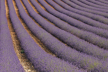 Stunning view of a vast lavender field in Valensole, located in the Mediterranean area of France's Plateau De Valensole - RUEF000748