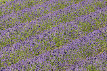 Atemberaubender Blick auf ein Lavendelfeld in Valensole, das in der mediterranen Region des französischen Plateau de Valensole liegt - RUEF000750