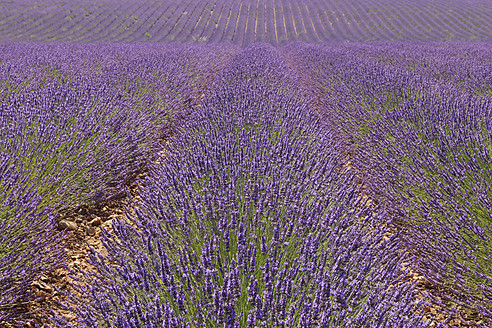 Atemberaubender Blick auf ein Lavendelfeld in Valensole, das in der mediterranen Region des französischen Plateau de Valensole liegt - RUEF000751