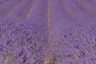 Atemberaubender Blick auf ein leuchtendes Lavendelfeld in Valensole, das auf dem malerischen Plateau De Valensole in der Mittelmeerregion Frankreichs liegt - RUEF000752