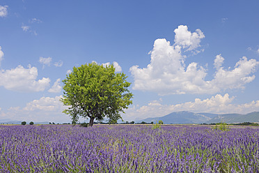 Blick auf ein malerisches Lavendelfeld mit einem einsamen Baum im Plateau De Valensole, Valensole, im Mittelmeerraum in Frankreich - RUEF000753