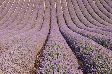 Atemberaubender Blick auf ein weitläufiges Lavendelfeld in Valensole, im mediterranen Gebiet des Plateau de Valensole in Frankreich - RUEF000754