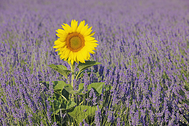 Blick auf ein malerisches Lavendelfeld mit leuchtenden Sonnenblumen im Plateau de Valensole, Frankreichs Mittelmeerregion - RUEF000755