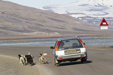 Husky-Hunde ziehen Auto in der Nähe von Warnschildern in Longyearbyen, Svalbard, Norwegen, inmitten der atemberaubenden Landschaft Spitzbergens, lizenzfreies Stockfoto