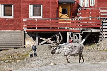 Eine Gruppe von Rentieren bei einer Wanderung in Longyearbyen, Svalbard, Norwegen, auf der Insel Spitzbergen in Europa - FO003704