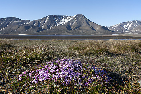 Majestätische Berge bilden eine atemberaubende Kulisse für die leuchtend rosafarbenen Moss Campions in Longyearbyen, Svalbard, Norwegen - FO003705