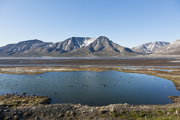 Eider ducks gracefully swim in the serene lake of Longyearbyen, Svalbard, located in the beautiful country of Norway, Europe - FOF003708