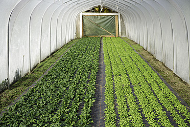 A thriving greenhouse in Upper Bavaria, Germany, filled with vibrant purslane plants - TCF002057