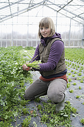 Eine Frau kümmert sich um Petersilienpflanzen in einem Weidenkam-Gewächshaus in Oberbayern, Deutschland - TCF002071