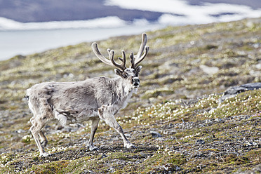 A stunning reindeer strolls through the lush fields of Spitsbergen, Svalbard, an awe-inspiring Arctic island in Norway - FOF003718