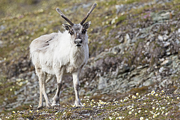 A majestic reindeer poses on lush green grass against the stunning backdrop of Spitsbergen, Svalbard, Norway in Europe - FOF003719