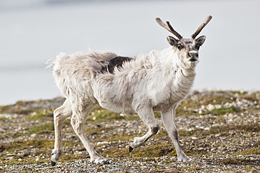 Ein majestätisches Rentier streift durch das üppige Grasland von Spitzbergen, Svalbard, in der arktischen Wildnis Norwegens - FOF003720