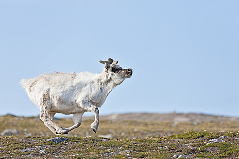 Wilde Rentiere ernähren sich friedlich von den üppigen Grasflächen Spitzbergens, einer abgelegenen arktischen Insel in Norwegens Svalbard - FOF003721