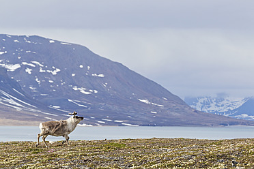 Wilde Rentiere fressen friedlich auf üppigen Wiesen in Spitzbergen, Svalbard, in der arktischen Region Norwegens - FOF003722