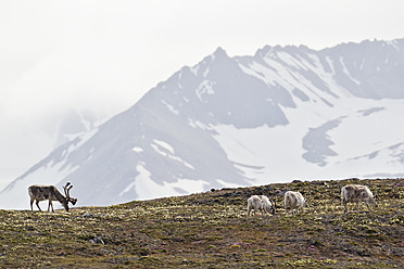 Ruhig grasende Rentiere in der atemberaubenden Landschaft von Spitzbergen, Svalbard, eingebettet in Norwegens arktische Wildnis - FOF003723