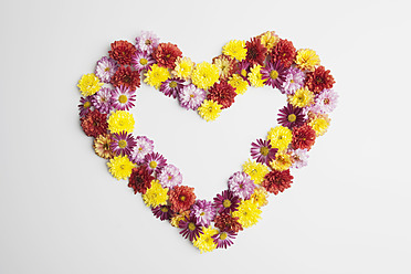 Close-up of chrysanthemum flowers arranged in a heart shape on a white background - GWF001636