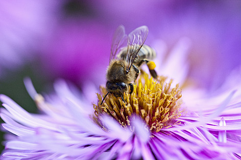 Germany, Bavaria, Wuerzburg, Honey bee sucking honey from flower, close up - NDF000193