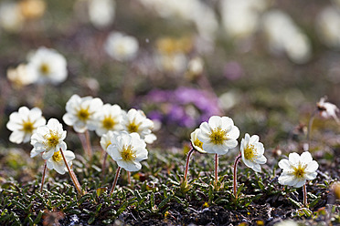 Nahaufnahme von Dryas octopetala in der arktischen Region der norwegischen Insel Spitzbergen, Svalbard, Europa - FOF003724