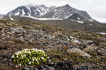 Blick auf eisige Sandwürmer mit einem Berg im Hintergrund in Spitzbergen, Svalbard, Norwegen, in der arktischen Region von Europa gelegen - FOF003726