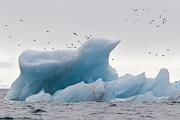 A stunning view of auks in flight over the icy waters surrounding Spitsbergen, Svalbard in Norway, Europe - FOF003731