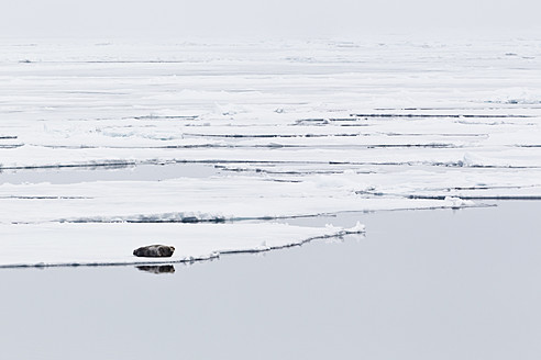 Auf dem Treibeis ruhende Bartrobbe in der atemberaubenden Landschaft Spitzbergens, Svalbard, Norwegen, in Europa - FOF003733