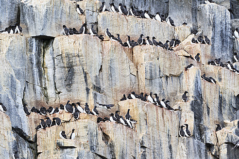 Eine Gruppe von Krabbentauchern auf einem Felsen in Spitzbergen, Svalbard, Norwegen, in Europa - FOF003744