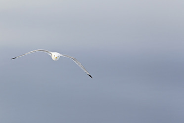 Eine Dreizehenmöwe im Flug über der atemberaubenden Landschaft Spitzbergens, Spitzbergen, in Norwegens arktischer Region - FOF003746