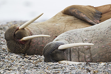 Zwei Walrosse machen eine Pause auf den Felsen in der Hinlopenstraße, Spitzbergen, Svalbard, Norwegen, in Europa gelegen - FOF003752