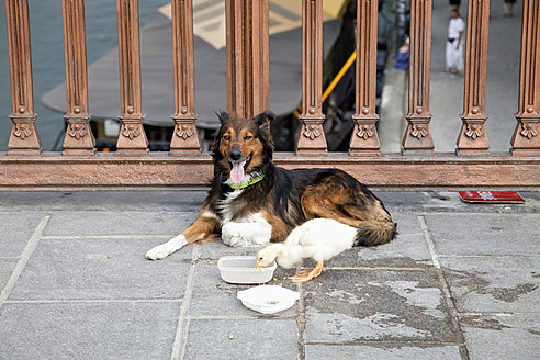 Frankreich, Paris, Ente und Hund auf Brücke - NDF000205