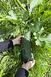 Deutschland, Mittlere erwachsene Frau bei der Gartenarbeit - NDF000227