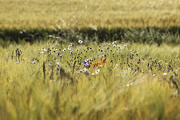 Deutschland, Bayern, Franken, Fränkische Schweiz, Blick auf Wildblumen im Getreidefeld - SIEF002003