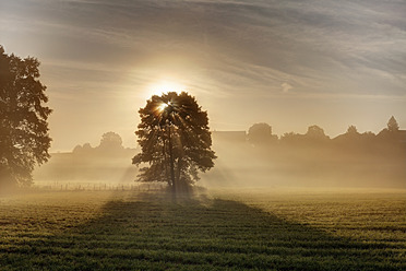 Deutschland, Bayern, Oberbayern, Rupertiwinkel, Abtsdorf, Blick auf Baum am Morgen mit Sonnenlicht - SIEF002013