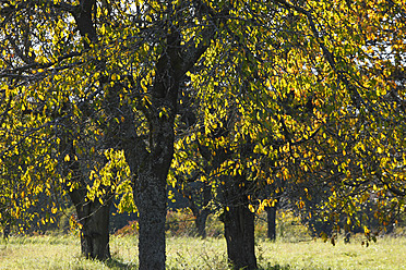 Deutschland, Bayern, Franken, Fränkische Schweiz, Blick auf Kirschbaum im Herbst - SIEF002035