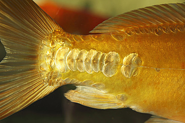 Royalty-Free photo: Orange fish scales