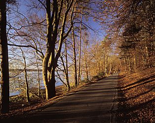 Deutschland, Bayern, Oberbayern, Blick auf eine durch Bäume führende Straße - SIEF002065