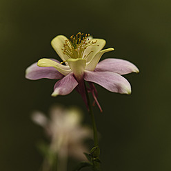 Akelei-Blume, Nahaufnahme - TLF000629