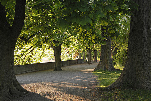 Germany, Bavaria, Swabia, Lindau, View of chestnut trees - SIEF002082