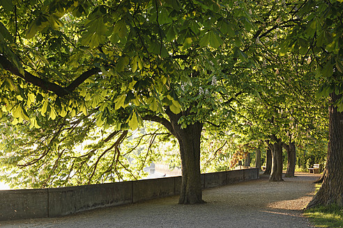 Germany, Bavaria, Swabia, Lindau, View of chestnut trees - SIEF002081