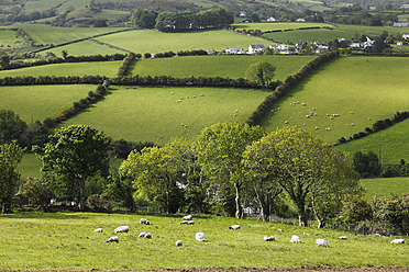 United Kingdom, Northern Ireland, County Antrim, View of fields landscape - SIEF002095