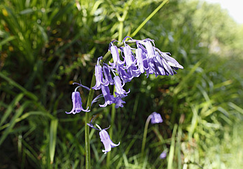 Vereinigtes Königreich, Nordirland, County Antrim, Common Bluebell - SIEF002099