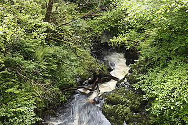 Vereinigtes Königreich, Nordirland, County Antrim, Blick auf den Glenariff River im Glenariffe Forest Park - SIEF002100