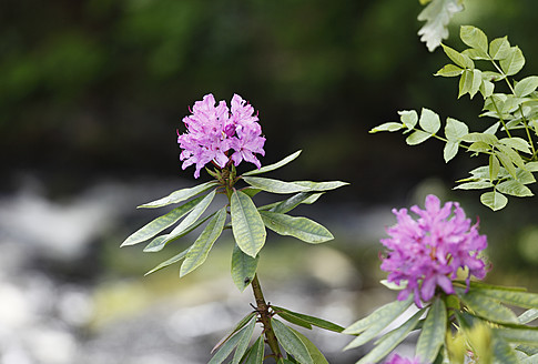 Vereinigtes Königreich, Nordirland, Grafschaft Antrim, Rhododendron - SIEF002102