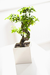 Bonsaibaum auf Tisch, Nahaufnahme - DIKF000004