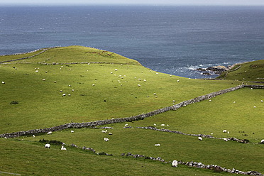 United Kingdom, Northern Ireland, County Antrim, View of sheep grazing on grassy landscape - SIEF002103