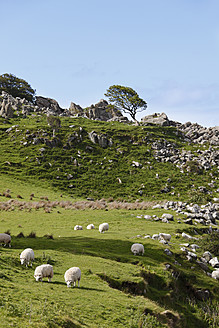 Vereinigtes Königreich, Nordirland, Grafschaft Antrim, Blick auf weidende Schafe in grasbewachsener Landschaft - SIEF002104